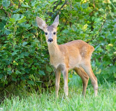 Chevrotain of Roe Deer ( Capreolus capreolus) . Russia, Voronezh preserve.の写真素材