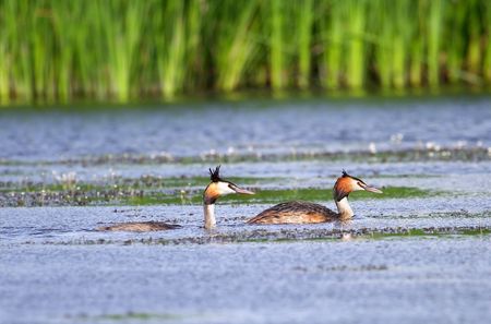 Great Crested Grebe ( Podiceps cristatus ). Russia, Voronezh preserve