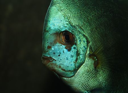 Exotic fish under waterの写真素材