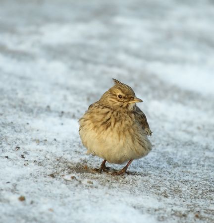Tufted larkの写真素材