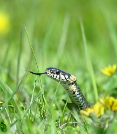 Snake over the green background. Russian nature.の写真素材