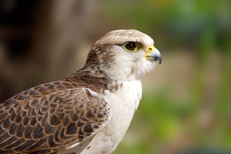 Falconの写真素材