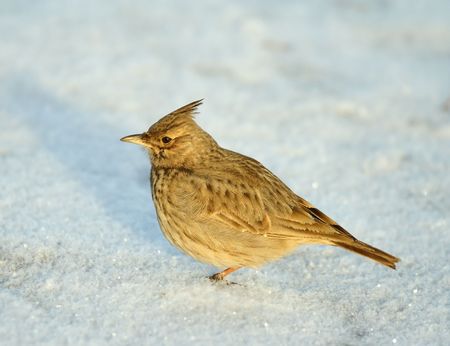 Tufted larkの写真素材