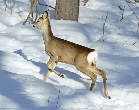 Roe deerの写真素材