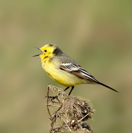 Yellow  wagtailの写真素材
