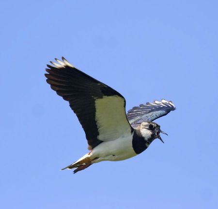 Lapwing in flight over the blue backgroundの写真素材