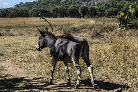 Zonkeyの写真素材