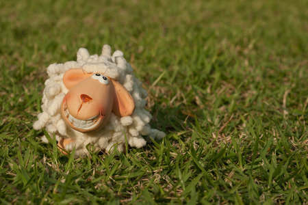 Smiling sheep on grassの写真素材