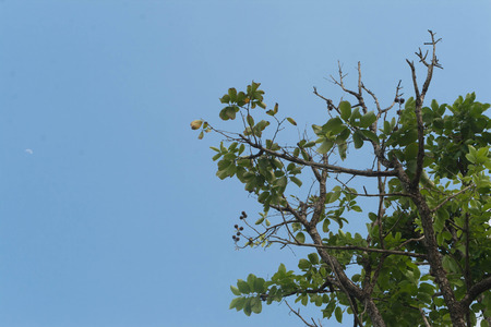 Branch tree on blue sky background