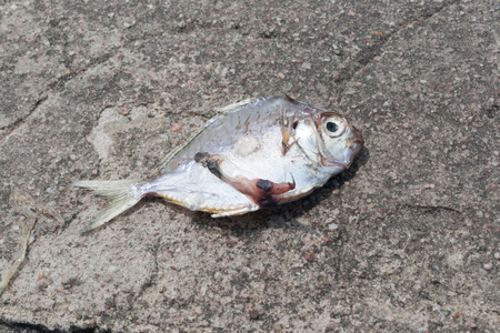 Dead fish on concrete