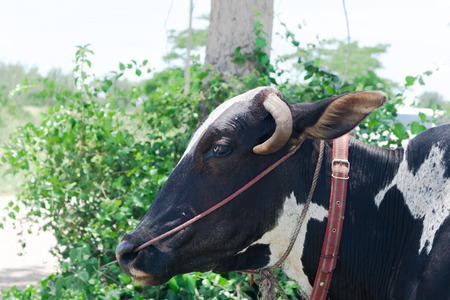 cow with Toggle pattern black-white with tree backgroundの写真素材