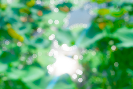 sun light Bokeh in lotus pond backgroundの写真素材