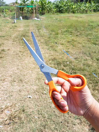 Man's hand holding orange iron scissors in a field for plant farmingの写真素材