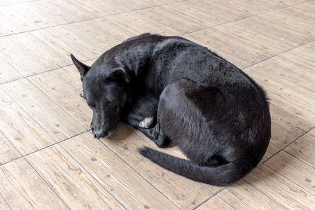 Black dog with shiny hair is lying on the floorの写真素材