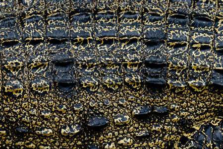 closed up crocodile skin background with light effectedの写真素材