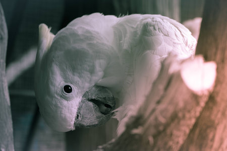 White Macaw bird is bearing his face on the branch treeの写真素材