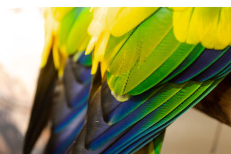 Beautiful of bird feather background