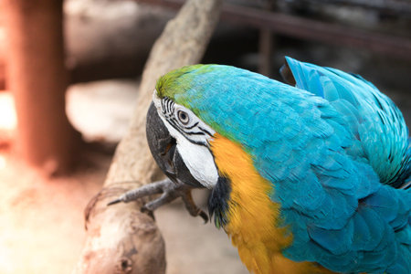 Colorful macaw bird around with natural trees background
