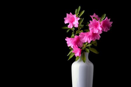 Fresh cut pink azaleas in a white vaseの写真素材
