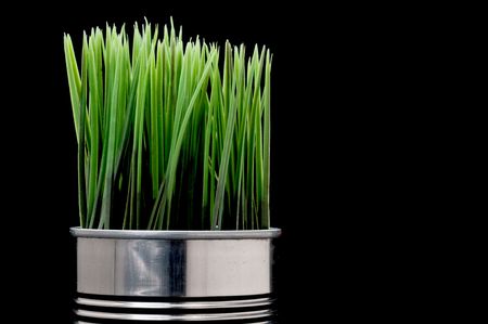 Green grass growing from a recyled aluminim canの写真素材