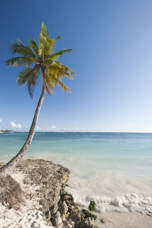 single palm tree on a tropical beach with warm seas and sailboats on the horizonの写真素材