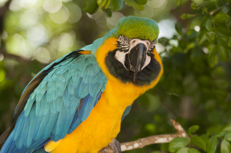Macaw closeupの写真素材