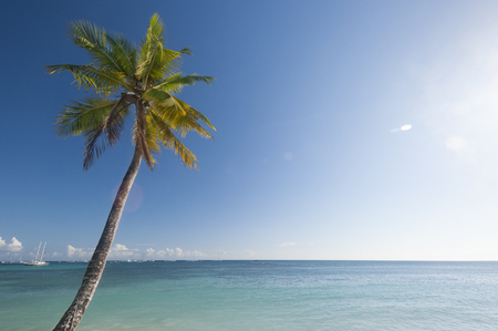 Palm tree under a blue sky with warm waters and sail boats on the horizonの写真素材