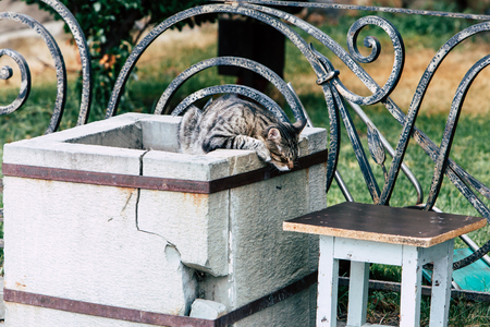 The cat is sleeping funny on the stone.の写真素材