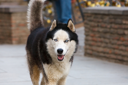 The Husky dog walks. Blue eyes of a dog.の写真素材