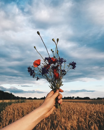Flowers in hand against the background of a wheat field. Vertical shotの写真素材