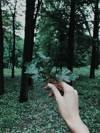 Woman hand holding green and dry leaf against beautiful autumn tree in a forest with sunlight nature background ,season change concept.の写真素材