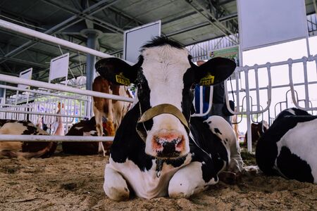 Portrait of a cow in the aviary. The cow lies on the floor and looks into the cameraの写真素材