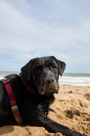 Labrador black dog pet playing on the beach by the sea. High quality photoの写真素材