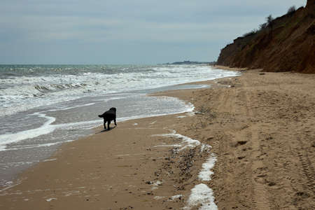 Labrador black dog pet playing on the beach by the sea. High quality photoの写真素材