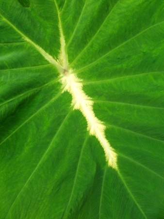 Close-up of green and yellow tropical taro leaf from Hawaiiの写真素材