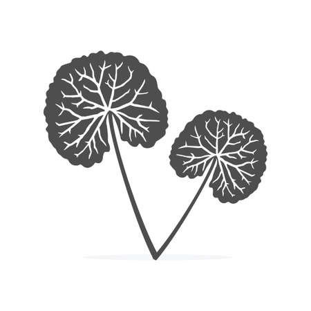 Centella asiatica icon health medical herb vector illustration on white background.のイラスト素材