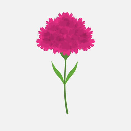 Color carnation flower plant isolated flat design vector illustration on white background.のイラスト素材