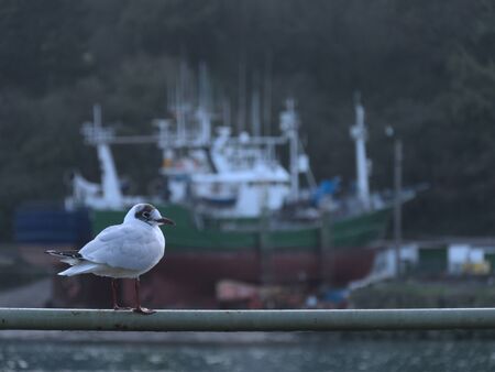 close up of a seagull resting on a guardrailの写真素材