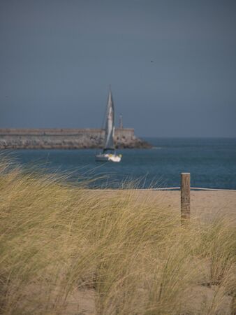 Oyat on beach curved by the wind