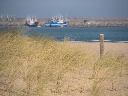 Oyat on beach curved by the wind