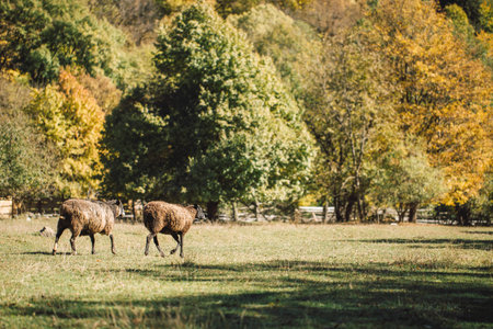 sheep in a field in autumn in the mountains in the Western Caucasus