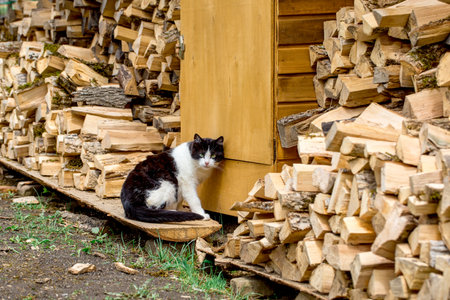 Homeless catの写真素材