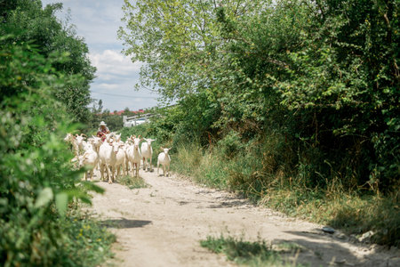 herd of domestic goats goes to the pasture. The shepherd drives the herd of goats and kidsの写真素材