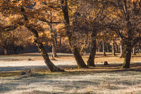 Beautiful autumn trees with yellow leaves in the early morning in the South of Russiaの写真素材