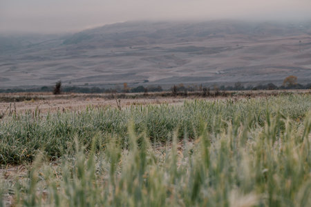 Field of grain in autumn at dawn