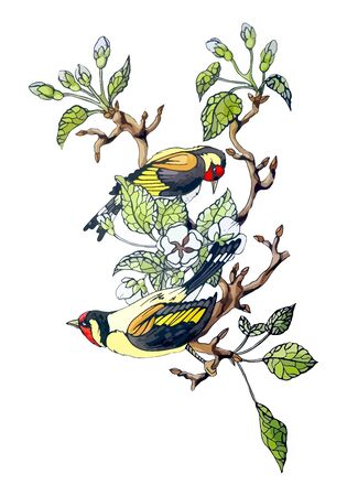 Vector stock illustration of couple bird on apple branch, white blossom spring flower, green leaves. Floral watercolor decorative design element. Greeting card in vintage style on isolated background.のイラスト素材