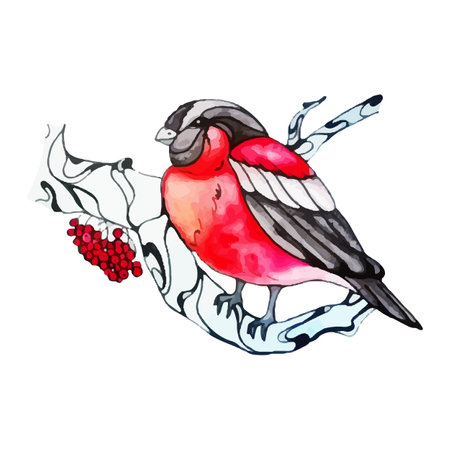 Lovely winter bird. Cute bullfinch on a viburnum branch. Beautiful bird with red feathers sits on a tree. Forest bird with rowan berries. Watercolor hand drawing. Vector isolated illustration on whiteのイラスト素材