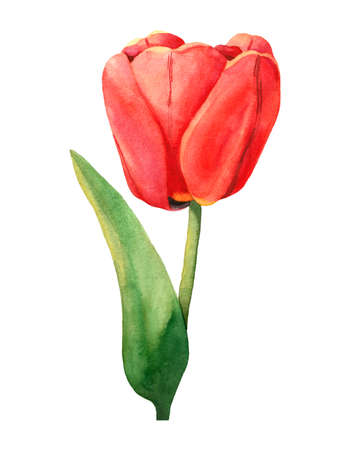 Red watercolor tulip with green leaf. Isolated spring flower illustration. Painting of blossom for pattern or background. Colorful decoration for design bouquet and seasonal garden. rustic elementの写真素材