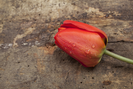 Close up view on fresh tulip over vintage wooden  surfaceの写真素材