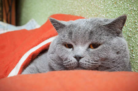 British cat relaxing on the couchの写真素材